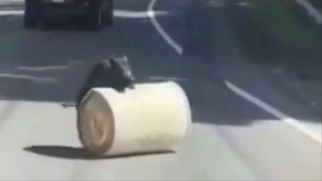 Viral aksi seekor babi singkirkan drum dari tengah jalan yang membahayakan pengendara. (Foto: TikTok @supreme02295)