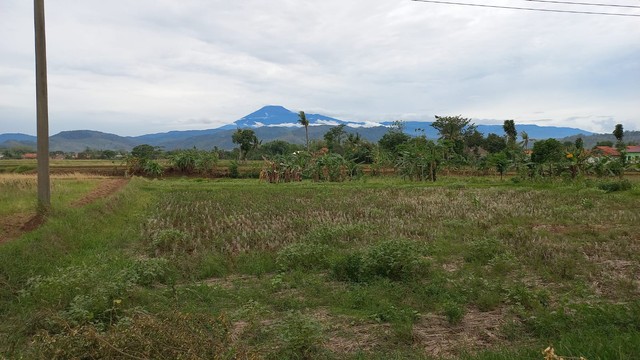 DPRD: Lahan Pertanian di Kabupaten Tegal Terus Menyusut Akibat Alih Fungsi Lahan (328650)