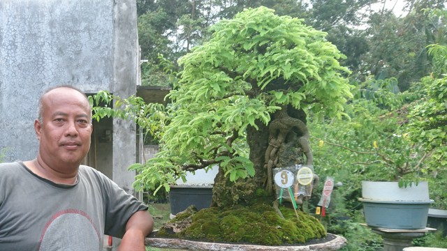 Bonsai asem jawa salah satu bonsai yang dikembangbiakkan di Bantul. Foto: Widi Erha Pradana