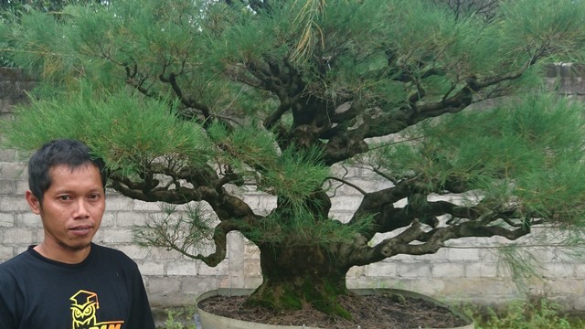 Salah seorang petani bonsai Bantul juga mengembangkan bonsai cemara udang. Foto: Widi Erha Pradana