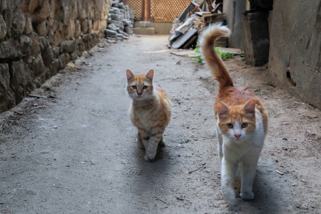 Kucing-kucing liar terlihat di sekitar penampungan bergerak yang terbuat dari ban bekas di Kairo, Mesir. Foto: Amr Abdallah Dalsh/REUTERS