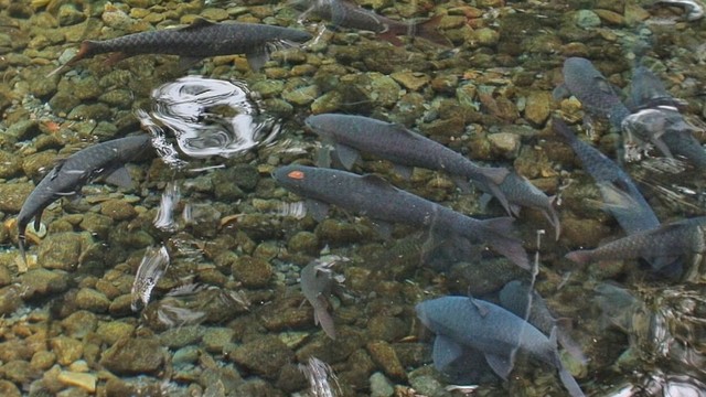 Ikan Dewa di Taman Nasional Gunung Ciremai.  Foto: Instagram/@gunung_ciremai