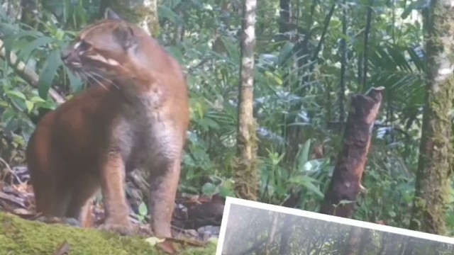 Seekor kucing emas langka berhasil terekam kamera video di Taman Nasional Gunung Leuser. Foto: BBTN Gunung Leuser via Instagram