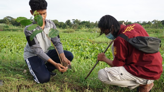 Kegiatan penanaman pohon oleh Pelajar Muhammadiyah Bantul