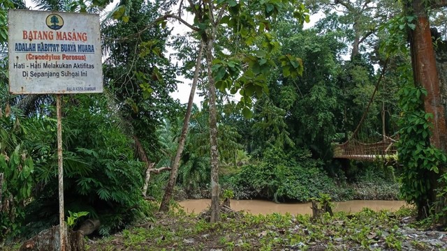 Terlihat lokasi Sungai Batang Masang di Jorong Plasma Padang Madani, Nagari Manggopoh Utara, Kecamatan Lubuk Basung, Kabupaten Agam, Sumatera Barat. Foto: BKSDA