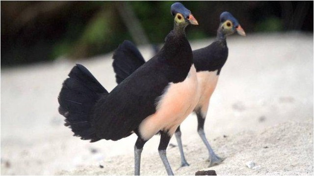 Fauna pulau timor termasuk ke dalam fauna jenis