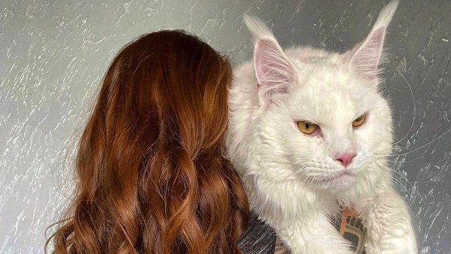 Kefir, seekor kucing di Rusia yang viral di Instagram karena ukuran tubuhnya yang sangat besar. Foto: Instagram/@yuliayamnn