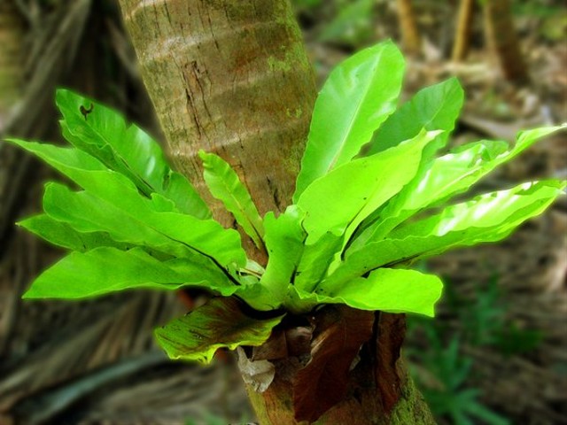 Jenis tanaman epifit. Foto: Bukalapak
