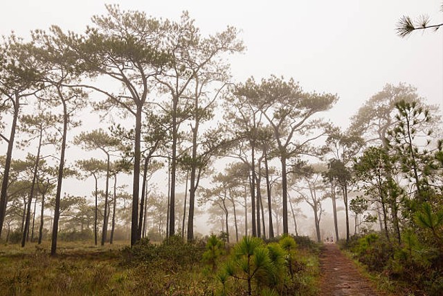 Wilayah Persebaran Flora Di Indonesia Dan Jenis Jenis Vegetasinya