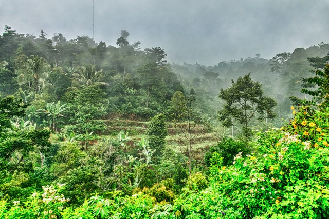 Ilustrasi vegetasi di Indonesia. Foto: Pexels