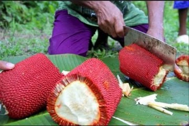 Tumbuhan Di Papua