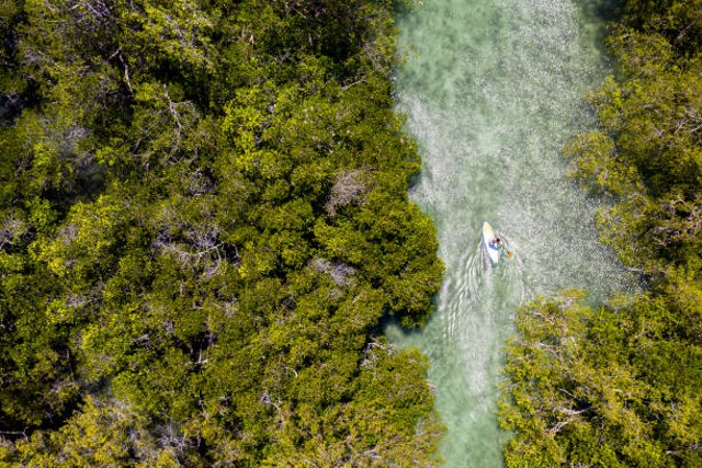 Ilustrasi hutan bakau, salah satu jenis vegetasi flora Sumatra-Kalimantan. Foto: iStock