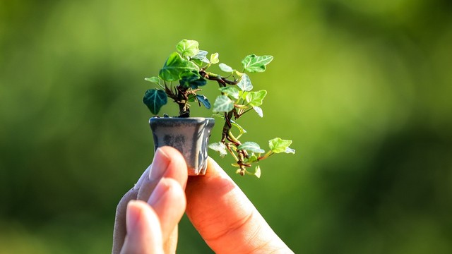 Ilustrasi tanaman bonsai. Foto: Pixabay