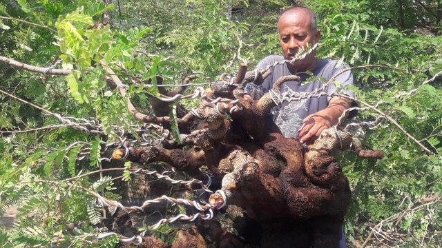 Koordinator Wilayah Piyungan PPBI Cabang Bantul, Gunardi, sedang merawat bonsai hasil budidayanya sendiri. Foto: Widi Erha Pradana