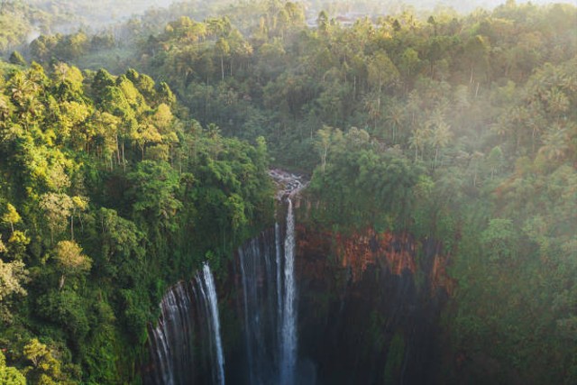 Ilustrasi vegetasi di Pulau Jawa. Foto: iStock