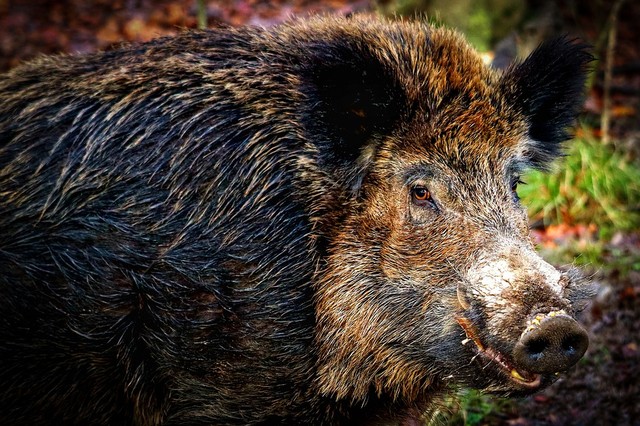 Ilustrasi babi hutan yang termasuk ke dalam fauna Indonesia tipe Asiatis. Foto: Pixabay