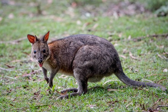 Ilustrasi walabi, salah satu jenis fauna Indonesia tipe Australis. Foto: iStock