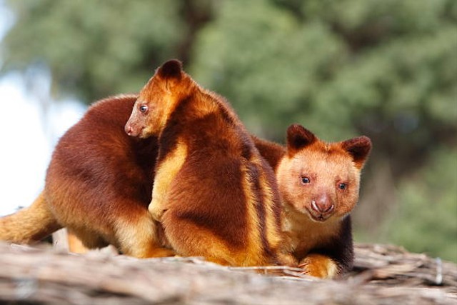 Mengenal Jenis-Jenis Fauna Indonesia Tipe Australis Dan Wilayah ...