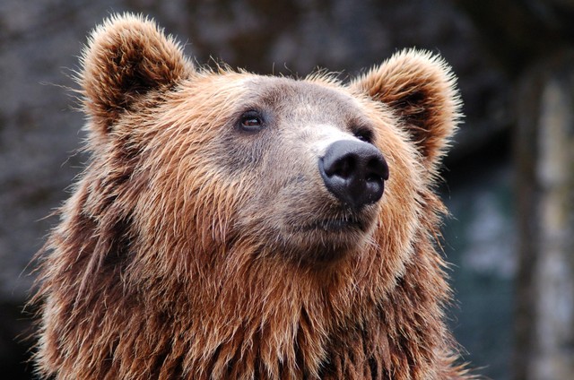 Beruang merupakan contoh fauna Indonesia yang berada di wilayah Australis. Foto: Pixabay