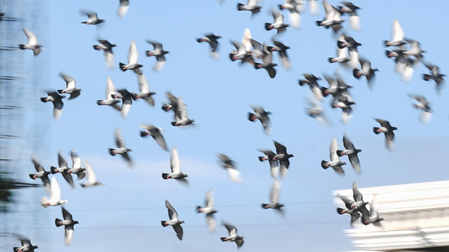 Sejumlah Burung Dara atau Merpati (Columba livia) terbang secara berkelompok di kawasan Ciledug, Tangerang, Banten, Jumat (21/1/2022). Foto: Hafidz Mubarak A/ANTARA FOTO