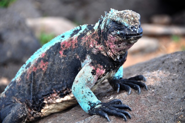  Iguana Laut. Foto: Dok. Oceana