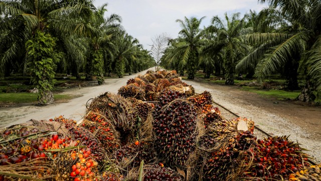 Ilustrasi lahan kelapa sawit. Foto: Bloomberg Creative/Getty Images
