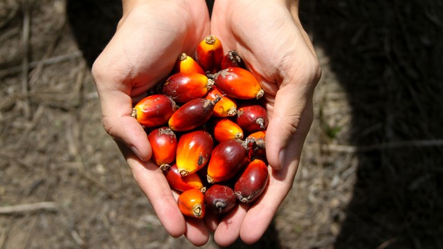 Ilustrasi kelapa sawit. Foto: diegodmartins/Getty Images