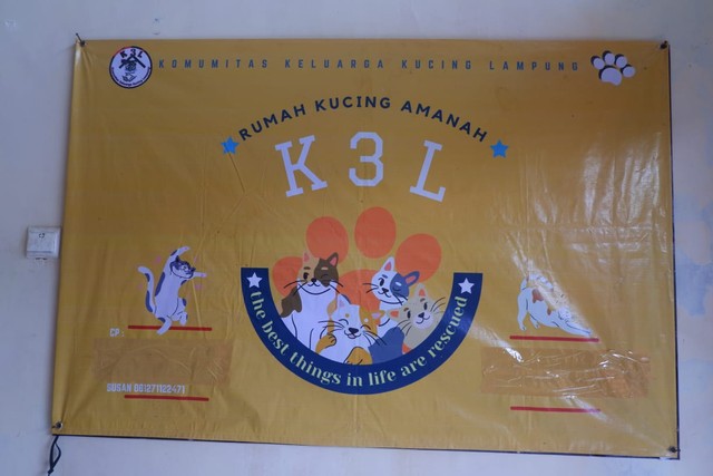 Komunitas Keluarga Kucing Lampung Butuh Bantuan untuk Hidup Para Kucing Telantar (1)