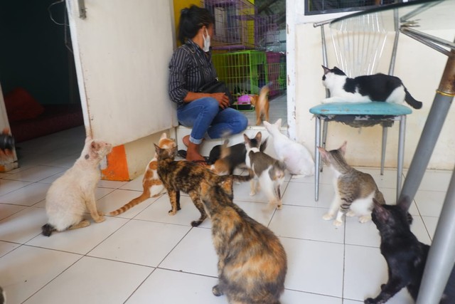 Komunitas Keluarga Kucing Lampung Butuh Bantuan untuk Hidup Para Kucing Telantar (3)