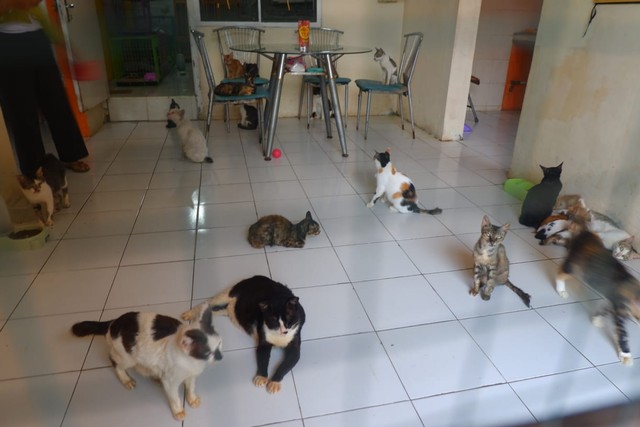 Komunitas Keluarga Kucing Lampung Butuh Bantuan untuk Hidup Para Kucing Telantar (4)