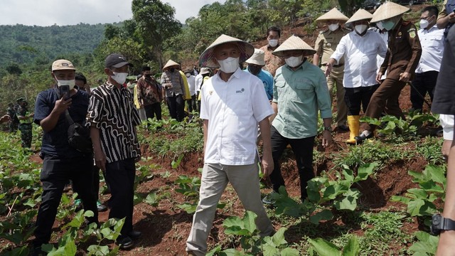 Menteri Koperasi dan UMKM Teten Masduki ketika meninjau lahan kacang poro pedang di Kabupaten Sumedang. Foto: Dok. Istimewa