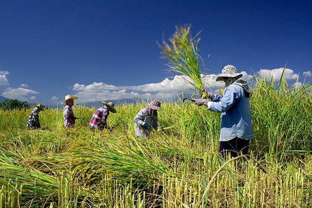 Ilustrasi salah contoh pekerja yang mengalami pengangguran musiman adalah para petani. Foto: iStock