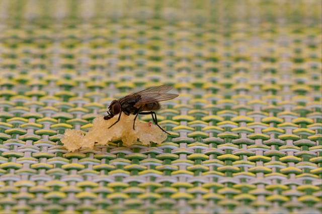 cara mengusir lalat di rumah, sumber foto: (Pamirc) by Unsplash.com