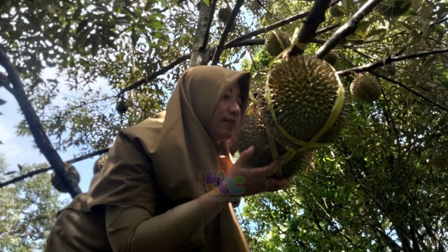 Pohon durian di kembun milik milik Mbah Datrap, di Desa Klino, Kecamatan Sekar, Kabupaten Bojonegoro. (foto: dan/beritabojonegoro)