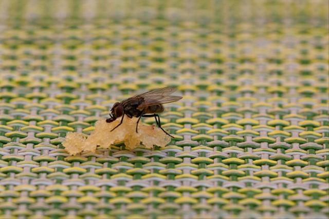 Ilustrasi lalat yang ada di rumah bisa membawa penyakit berbahya. Foto: Pixabay