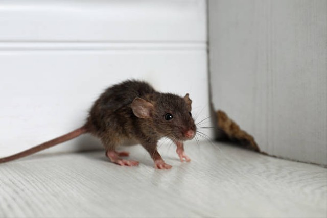 Ilustrasi tikus di dalam rumah. Foto: iStock