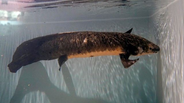 Ikan akuarium tertua di dunia bernama Temui Methuselah, di San Francisco. Foto: Jeff Chiu/AP Photo