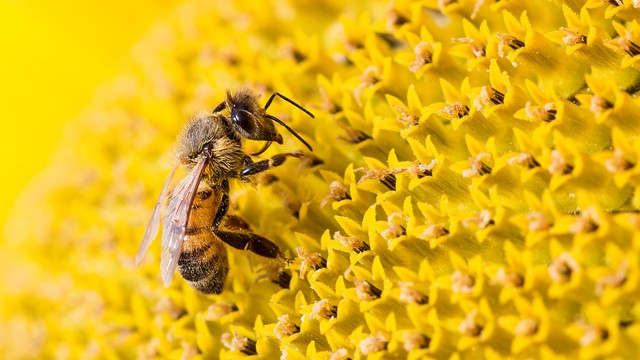 Hiduplah seperti lebah: tidak makan kecuali yang bersih, tidak menghasilkan kecuali yang sehat dan bergizi, tidak merusak dan tidak menyengat kecuali yang mengganggunya. Foto:  Federico Neri/Getty Images