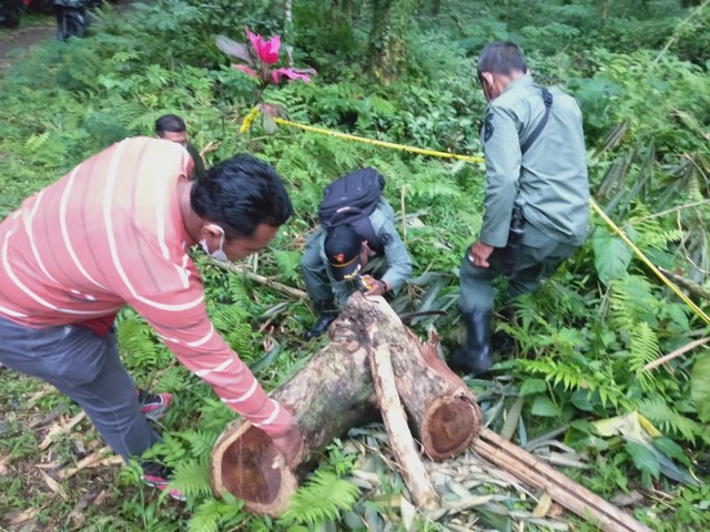 Potongan kayu di hutan Munduk, Bali yang akan dicuri - IST