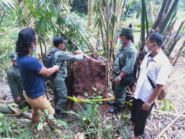Pencurian Kayu di Hutan Munduk, Bali, Digagalkan Petugas (93320)