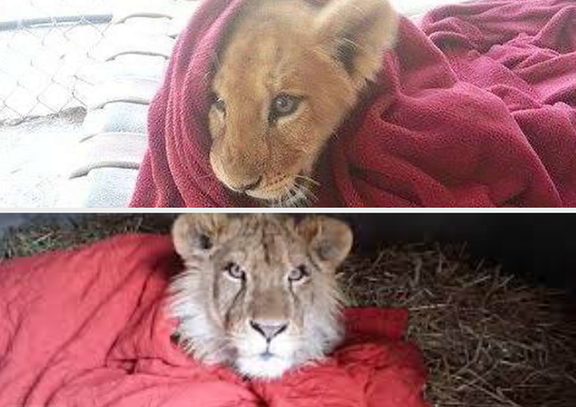 Singa bernama Lambert harus selalu tidur dengan selimut merahnya. Foto: istimewa.