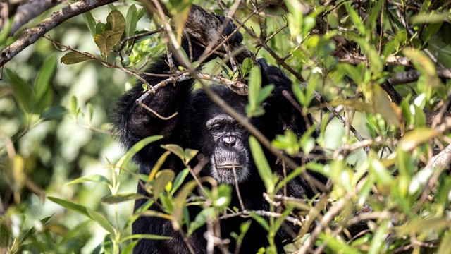 Seekor simpanse sedang menunggu spesialis perawatan hewan memberi mereka buah di pinggiran Kota Marshall, Liberia. Foto: JOHN WESSELS/AFP