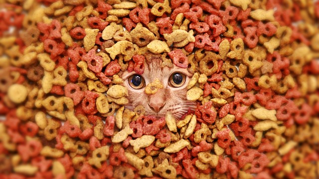 Ilustrasi makanan kucing. Foto: YuriF/Getty Images