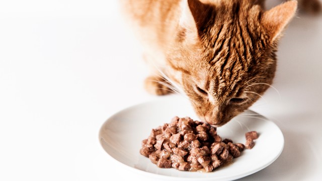 Ilustrasi kucing makan. Foto: marzena_cytacka/Getty Images