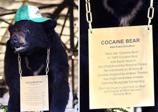 Pablo EskoBear, beruang hitam yang mati overdosis karena memakan 40 kg kokain. Foto: Istimewa