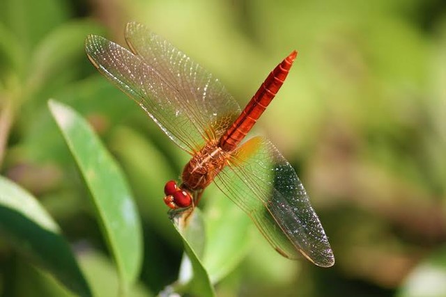 Entimologi adalah cabang ilmu yang mempelajari serangga dan jenis hewan artropoda. Foto: PIxabay.com