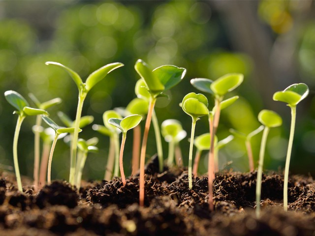 Ilustrasi tumbuhan yang dipelajari dalam studi botani. Foto: iStock