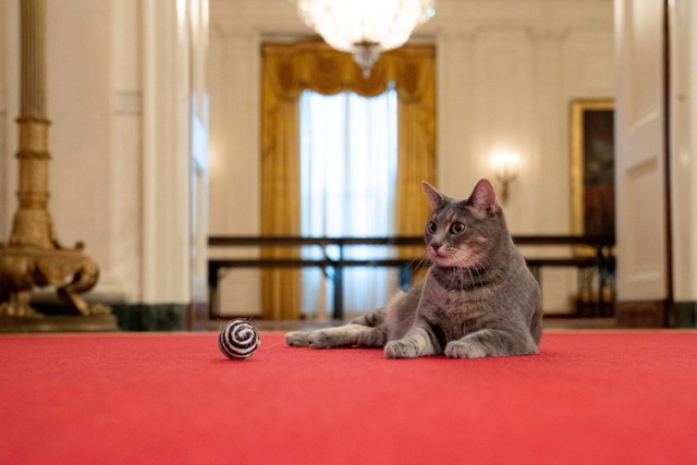 Foto: Willow, Kucing Baru Joe Biden Penghuni Gedung Putih (415392)