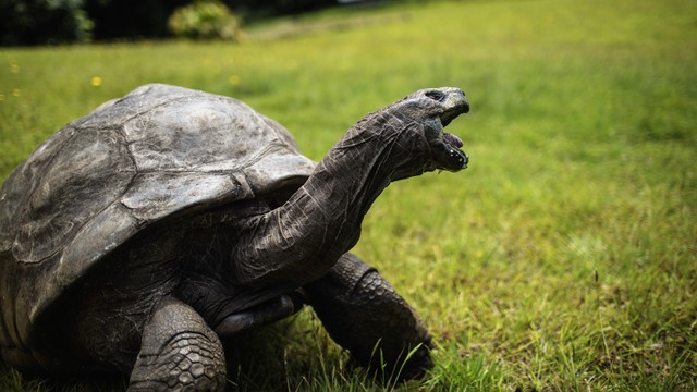 Jonathan, kura-kura raksasa Seychelles, diyakini sebagai reptil tertua yang hidup di bumi dengan usia 185 tahun. Foto: GIANLUIGI GUERCIA / AFP