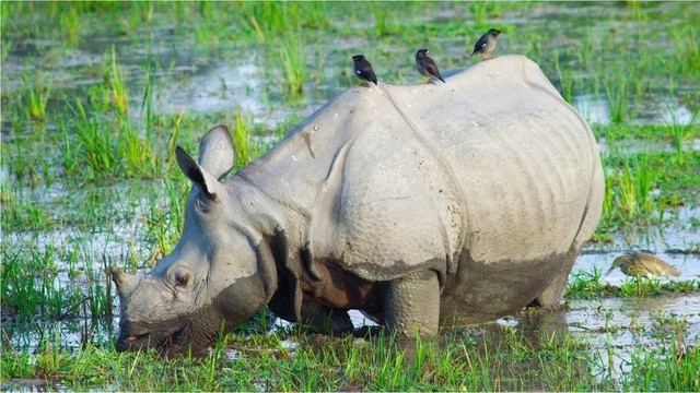 Ilustrasi badak bercula satu yang ditempatkan di Taman Nasional Ujung Kulon. Foto: Shutterstock